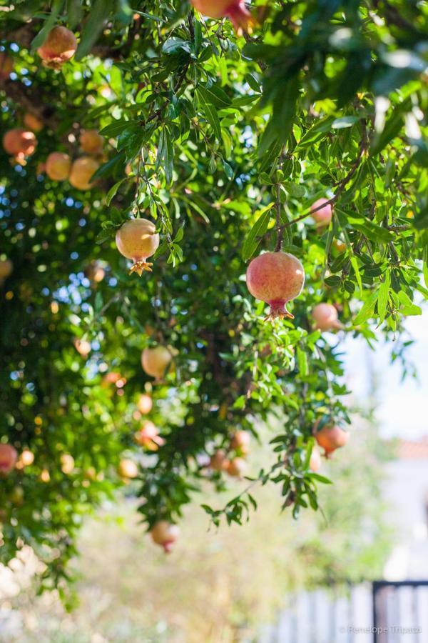 Zacharoulas Katikies アマリントス エクステリア 写真